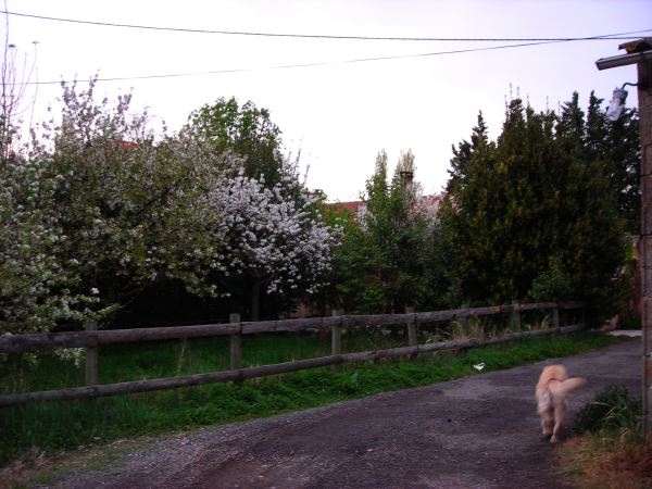 DSCN8954