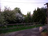 DSCN8954